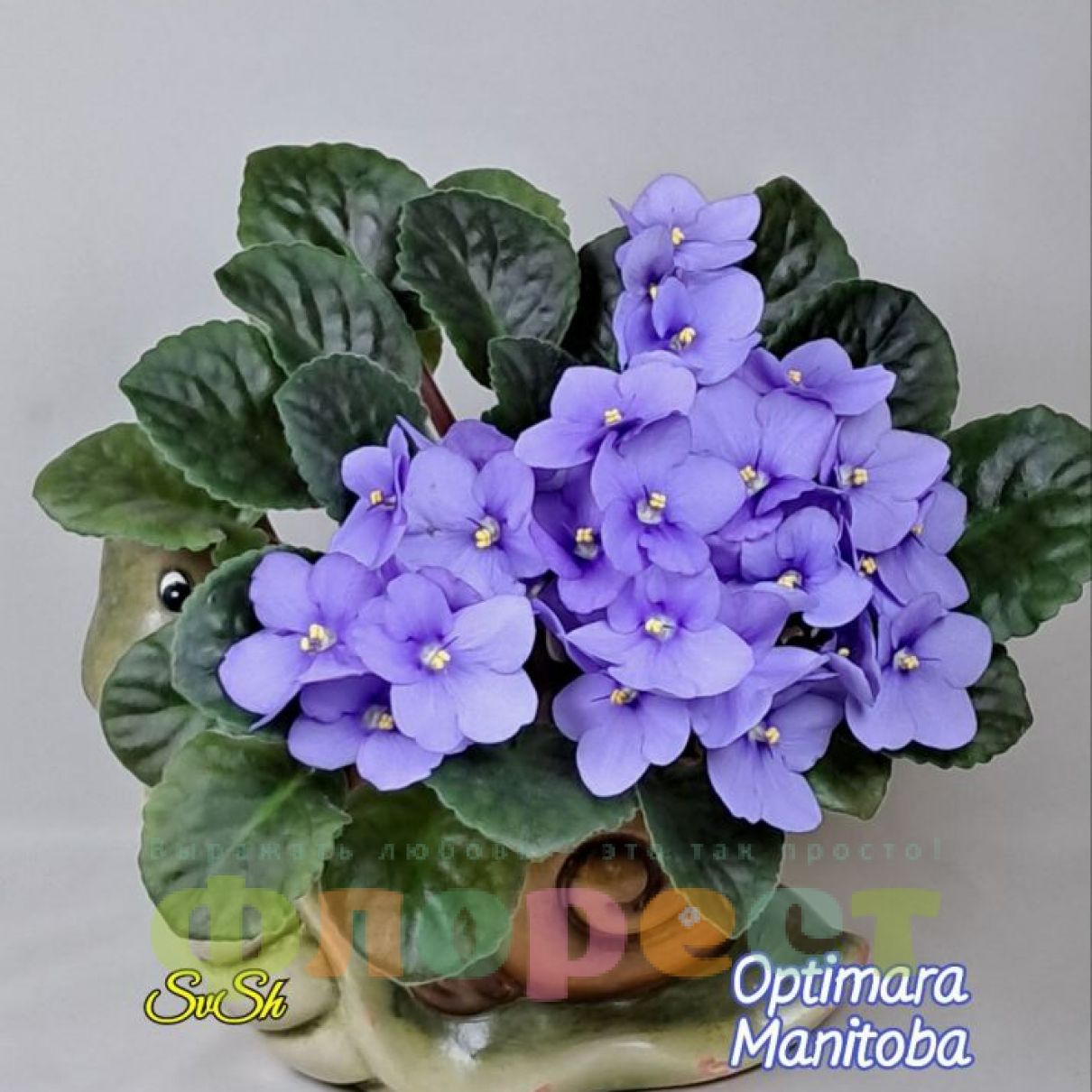 Фаленопсис розово-белый