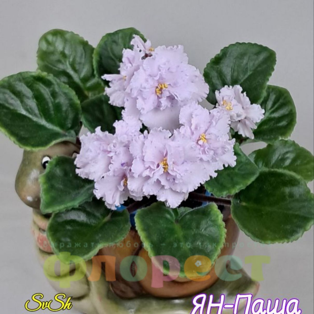 Фіалка  ян-паша