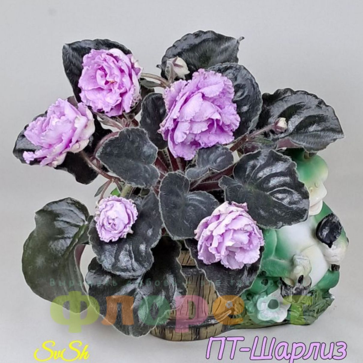 Фіалка ПТ-Шарліз